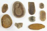 Lot: Mazon Creek Fossil Ferns - + Pieces #140732-1